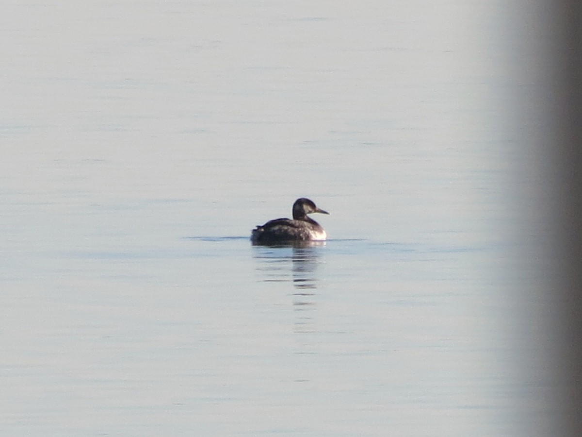 Red-necked Grebe - ML126477781