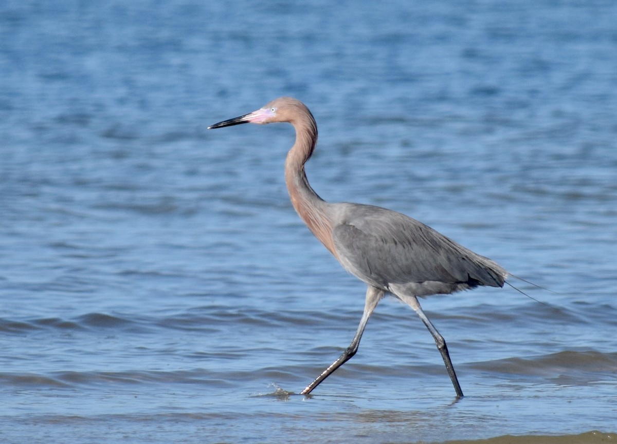 Reddish Egret - Will Schenck