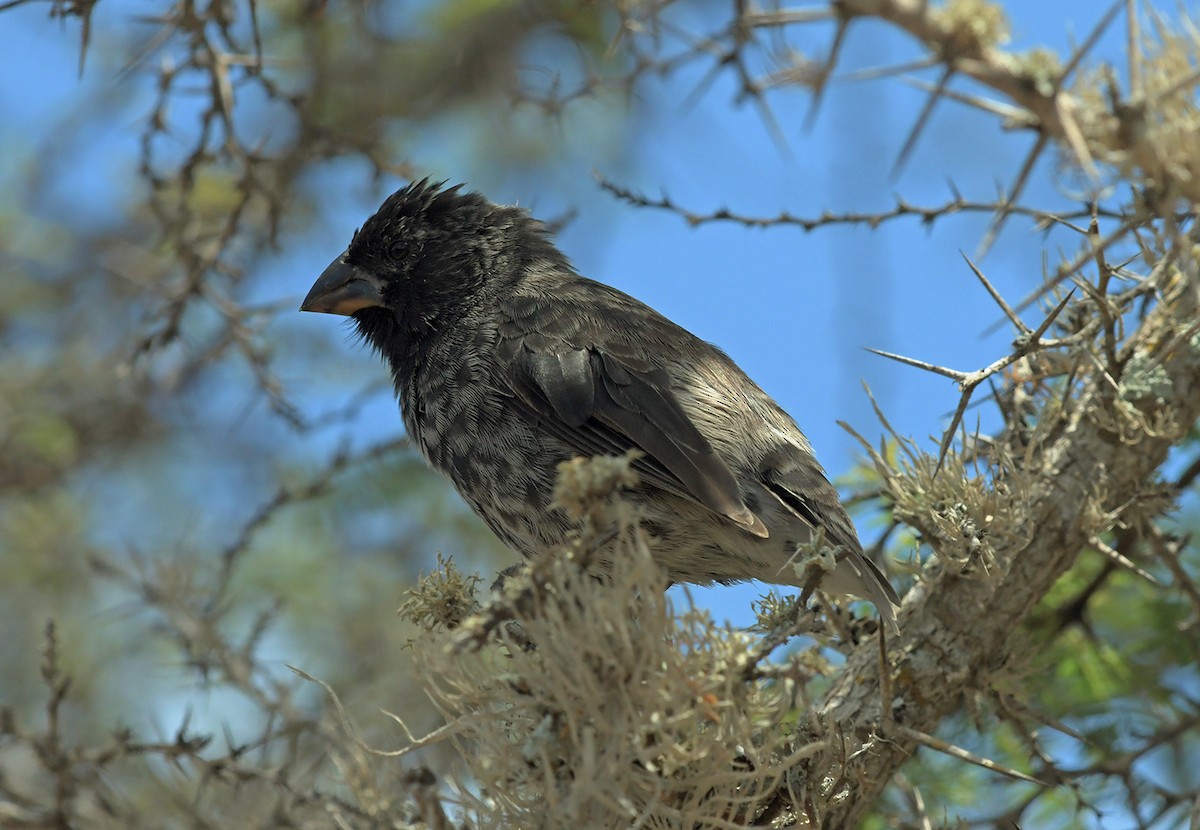 Medium Ground-Finch - ML126478111