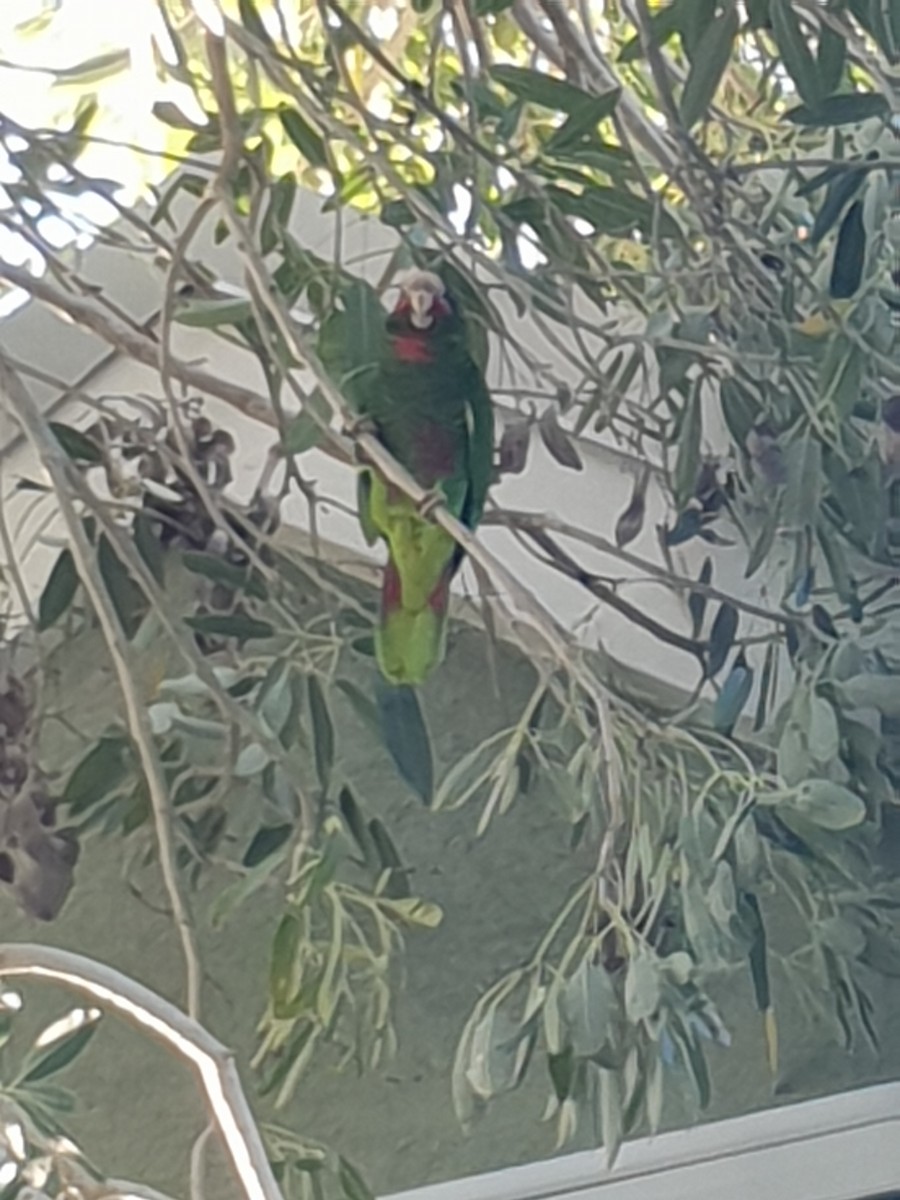 Cuban Parrot - ML126478131