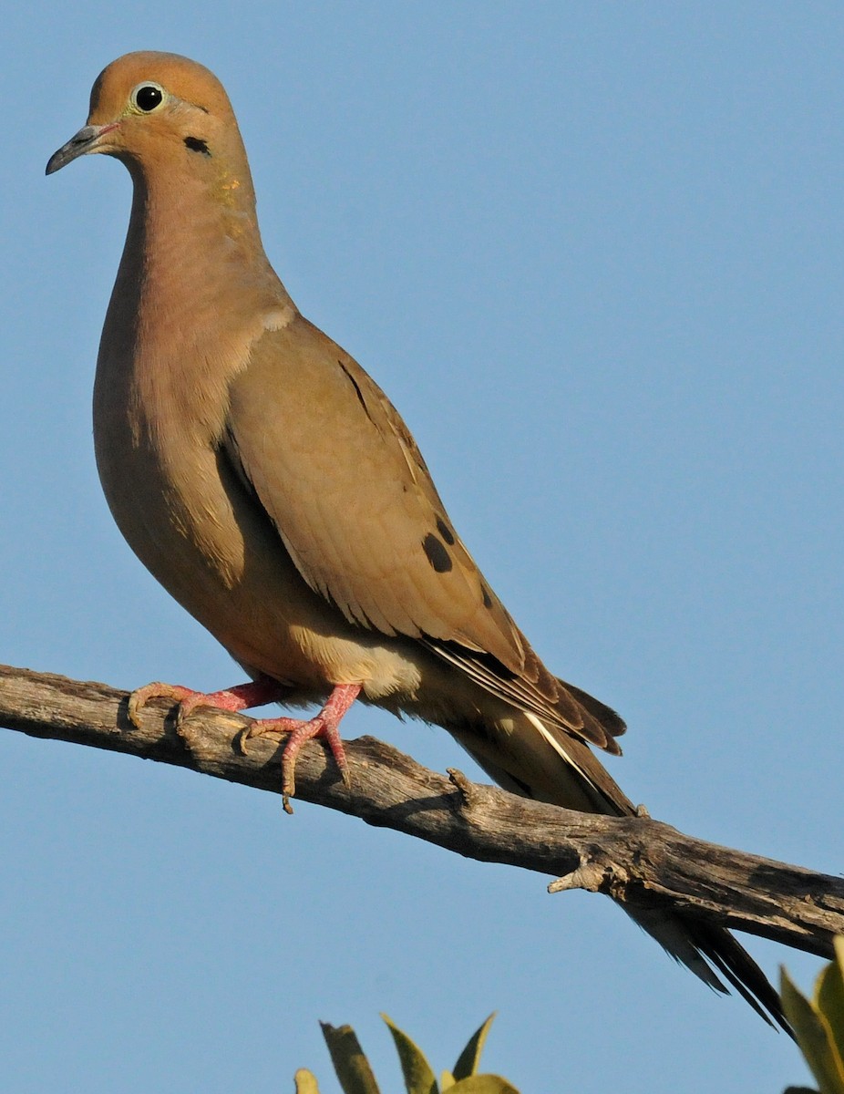 Mourning Dove - Steven Mlodinow