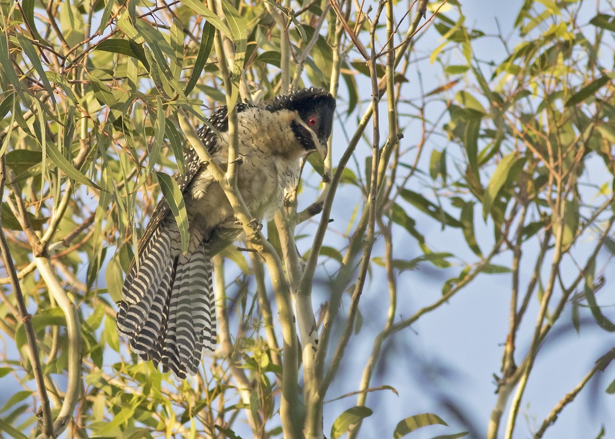 Тихоокеанский коэль (cyanocephalus/subcyanocephalus) - ML126479271