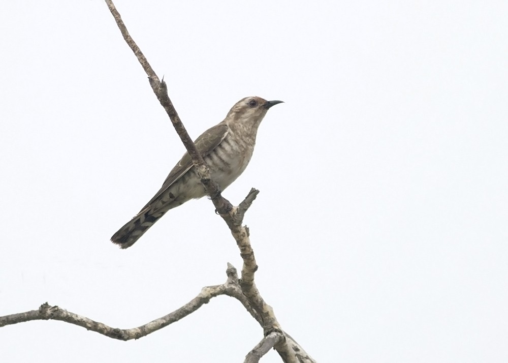 Horsfield's Bronze-Cuckoo - ML126479461