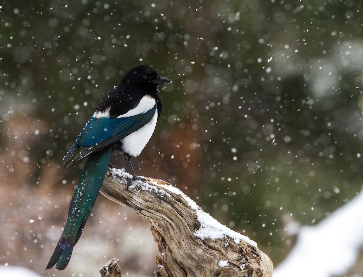 Black-billed Magpie - ML126480231