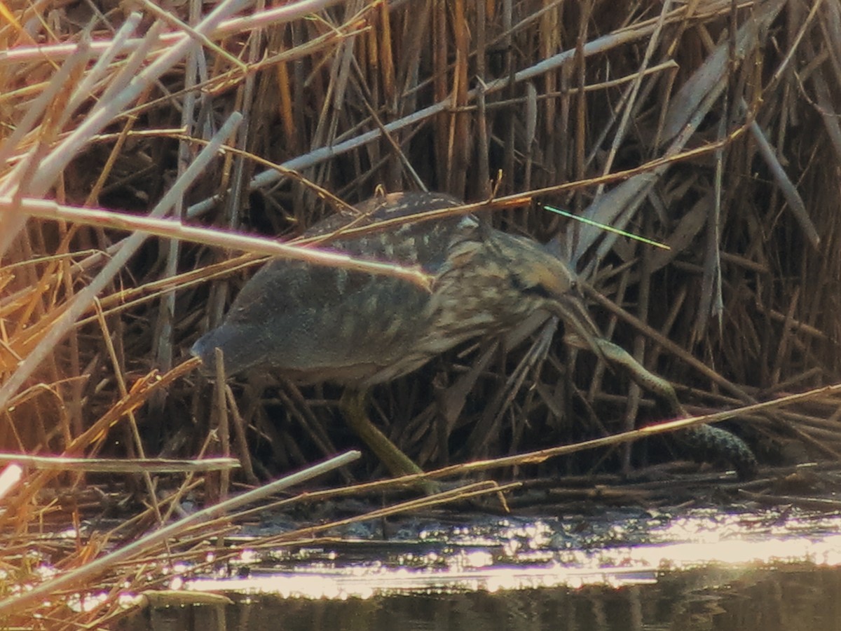 Schwarzbart-Rohrdommel - ML126480821