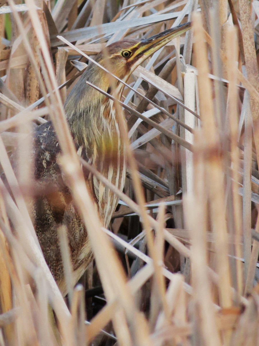 American Bittern - ML126481341