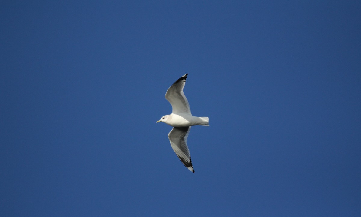 Short-billed Gull - Nels Nelson