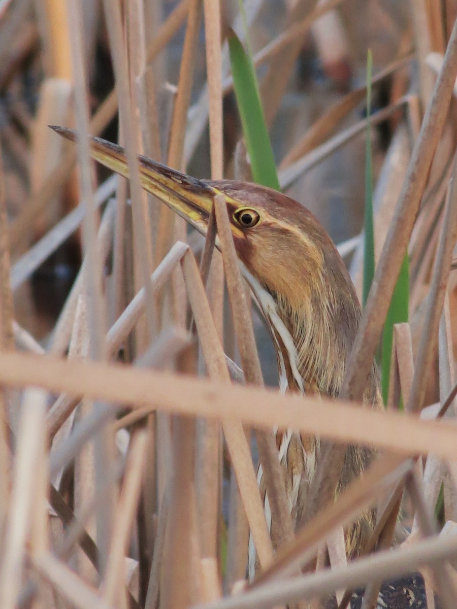 American Bittern - ML126481371