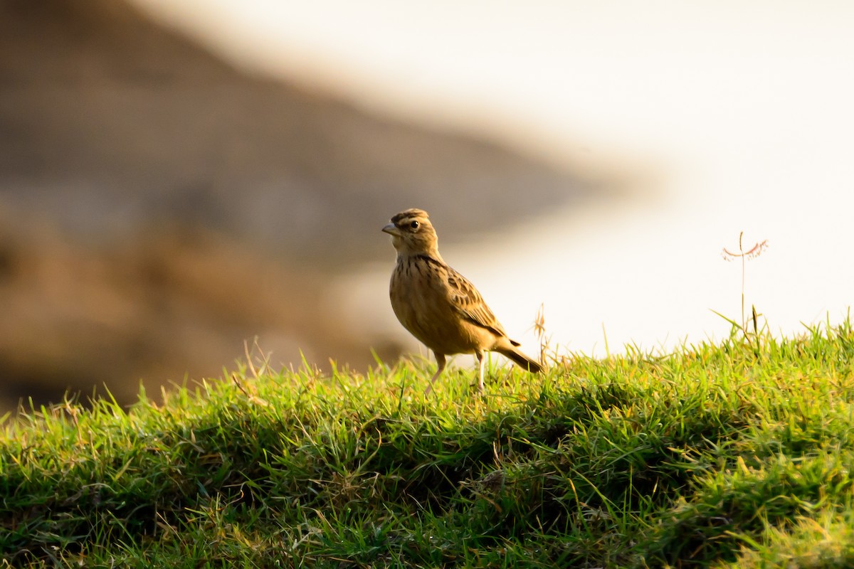 Indian Bushlark - ML126481471