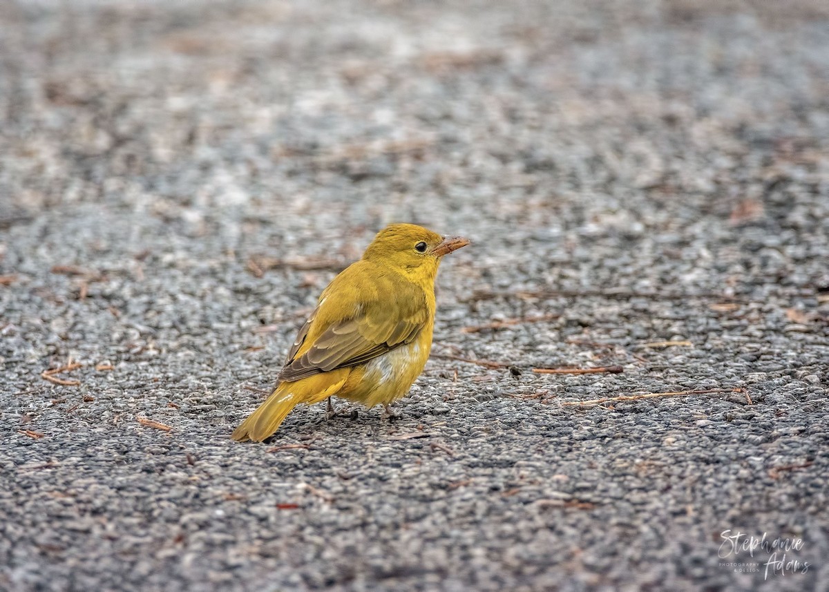 Summer/Scarlet Tanager - Steph Adams