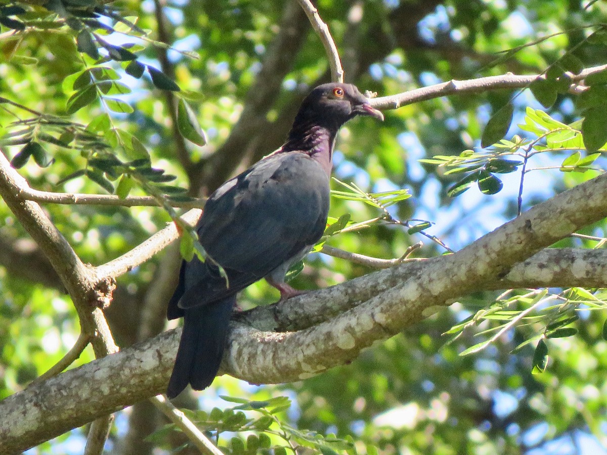 Scaly-naped Pigeon - ML126485871