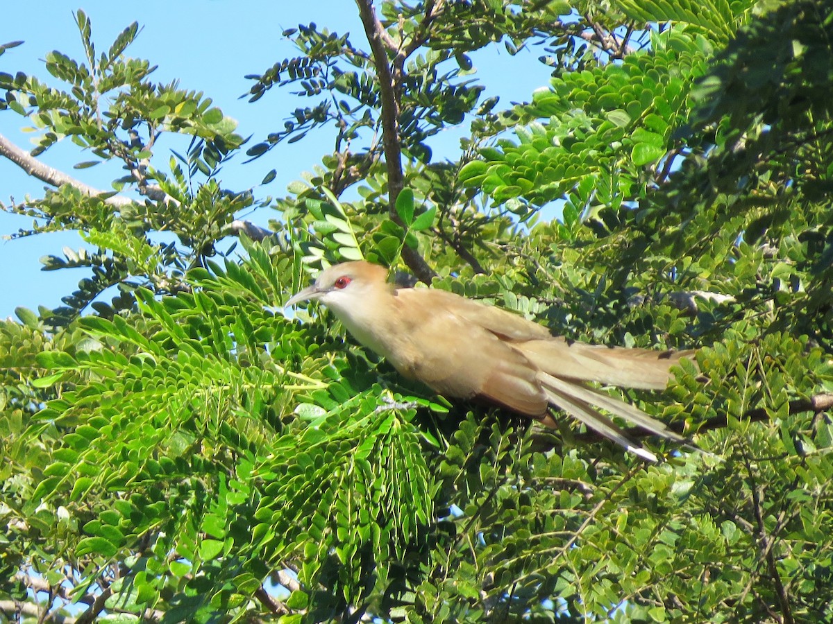 Great Lizard-Cuckoo (Cuban) - ML126485951