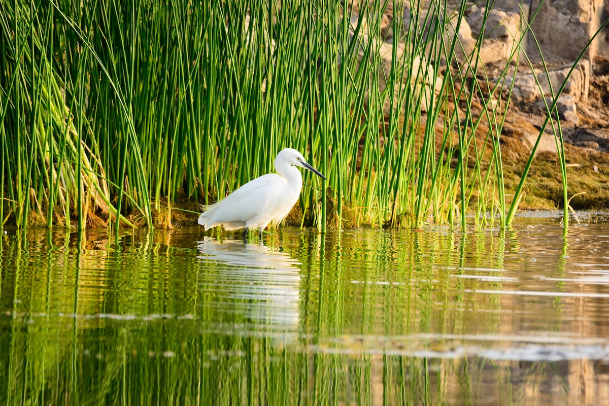 Little Egret - ML126485971