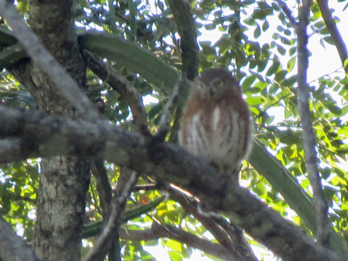 Cuban Pygmy-Owl - ML126486181