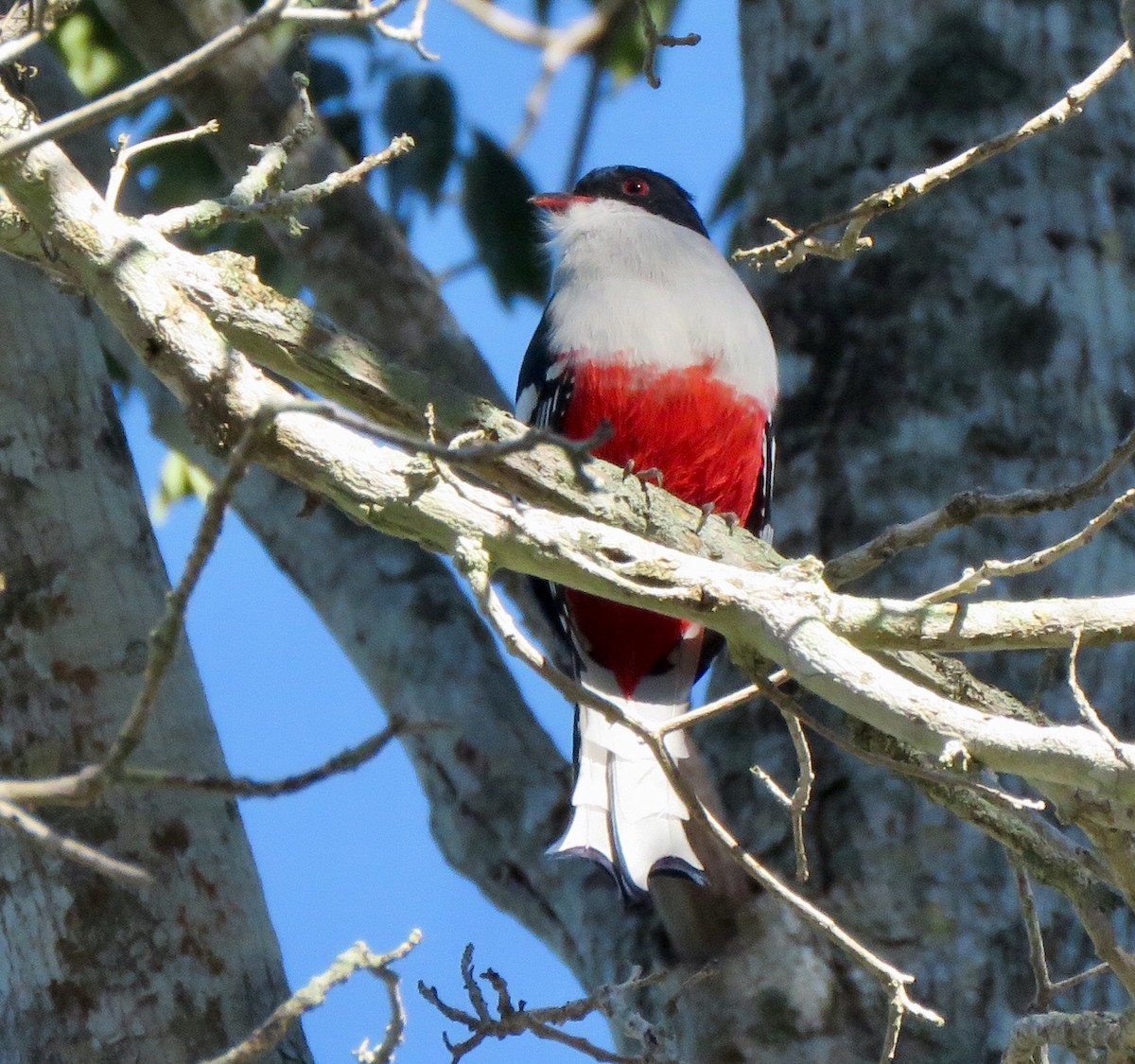 Cuban Trogon - ML126486271