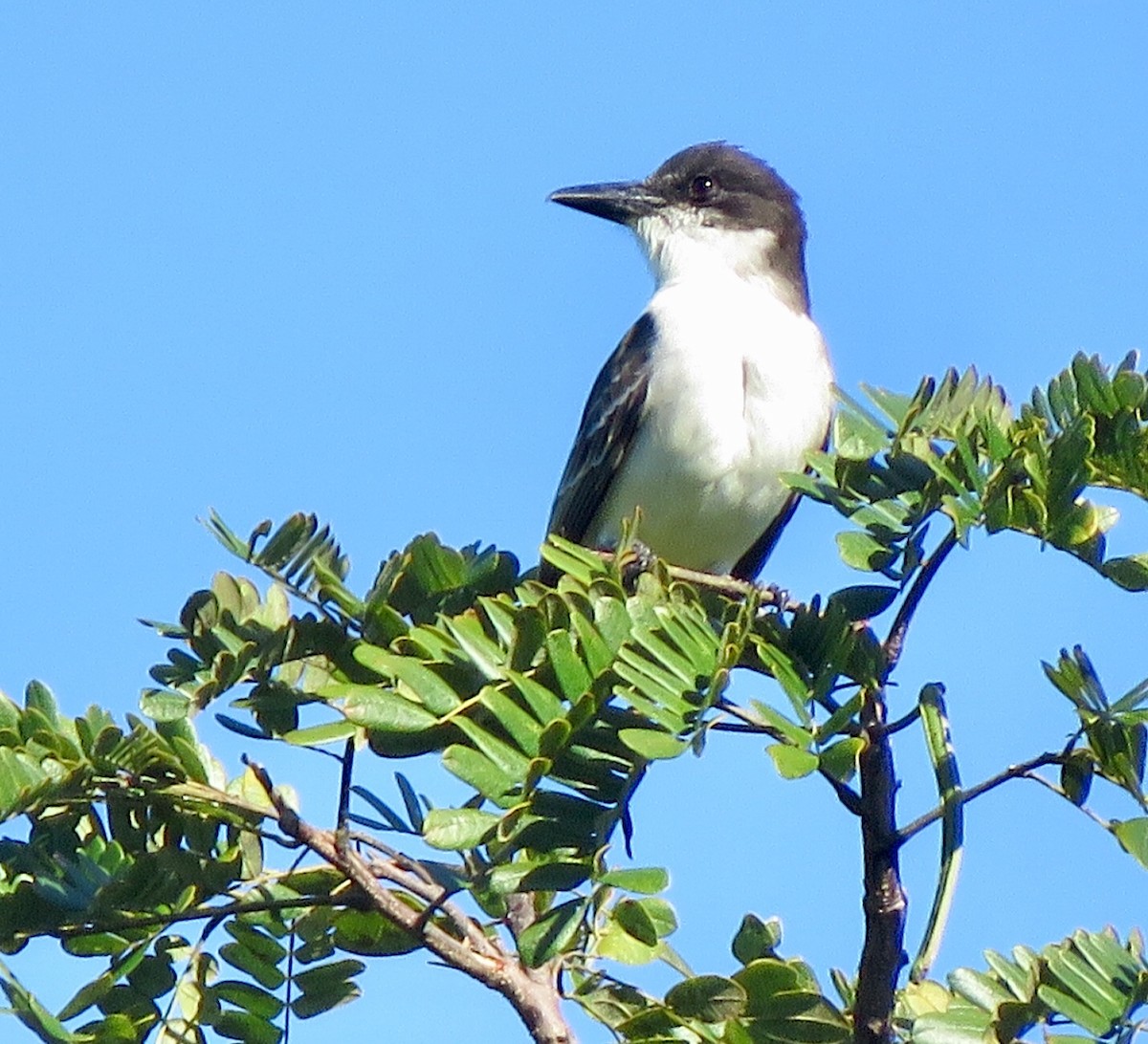 Giant Kingbird - ML126486351