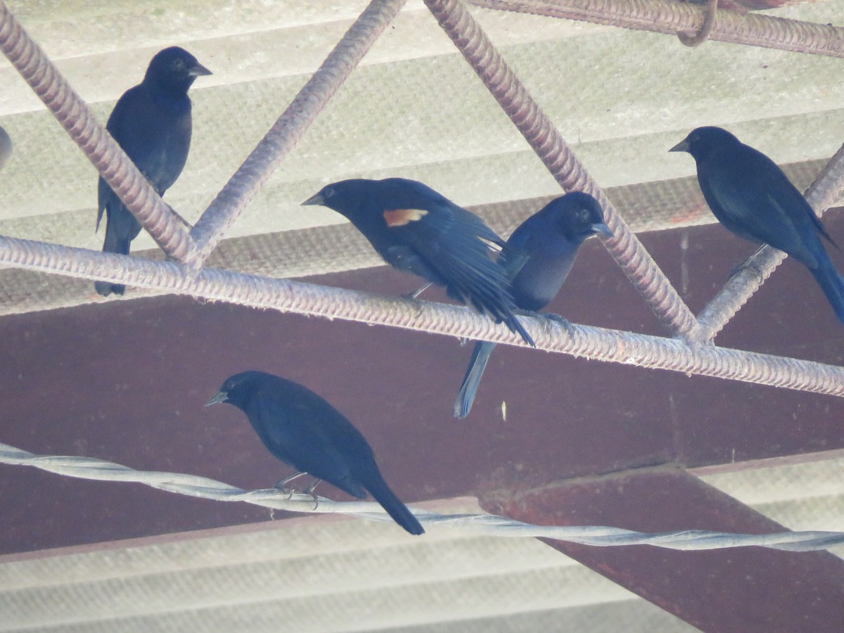 Tawny-shouldered Blackbird - ML126486491