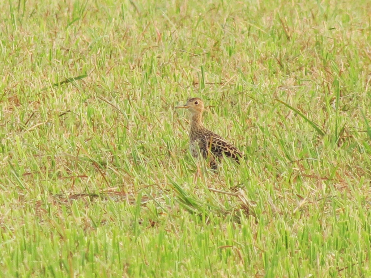 Upland Sandpiper - Tim Carney