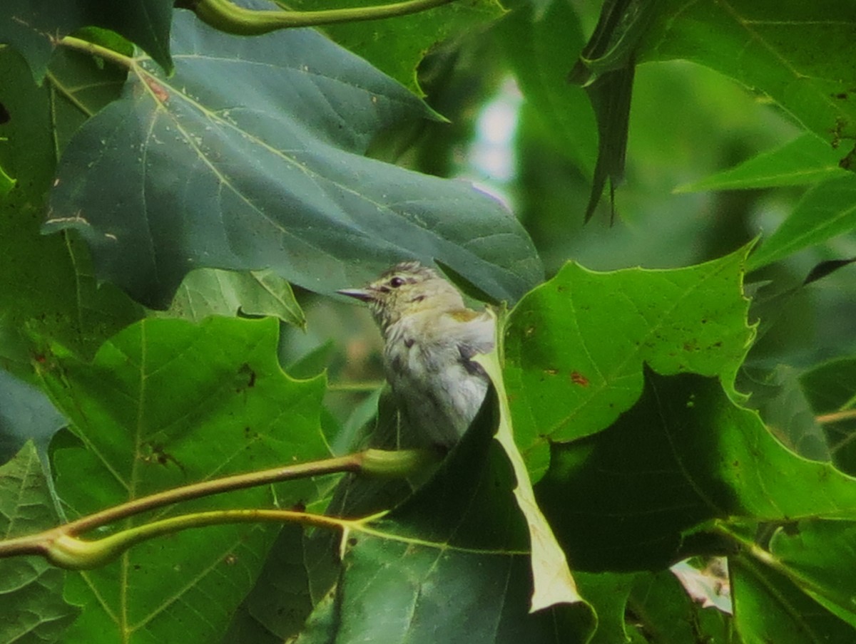 Tennessee Warbler - ML126486561