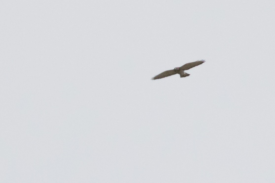 Short-tailed Hawk - ML126487741