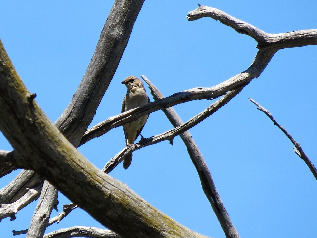 Rufous Songlark - Ash Allnutt