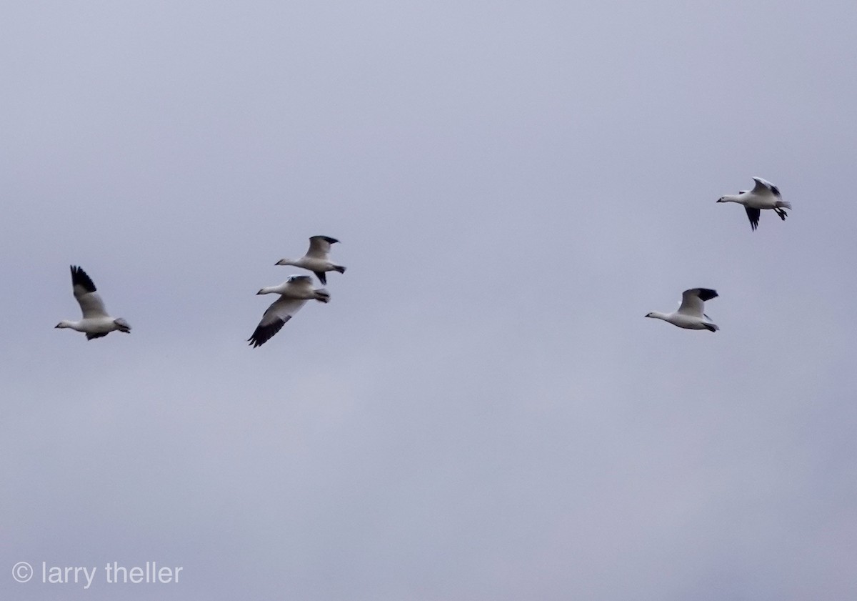 Ross's Goose - ML126488131