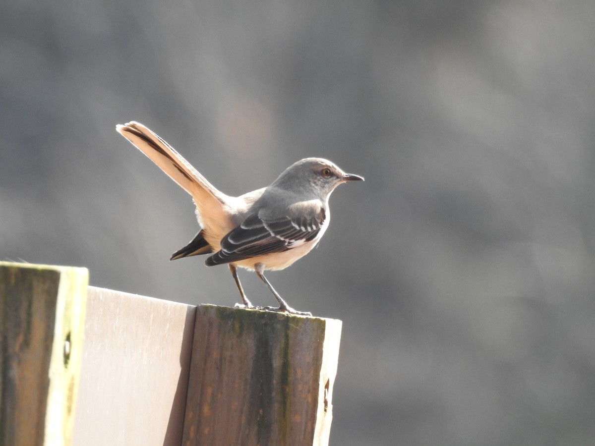 Northern Mockingbird - Susan Grantham