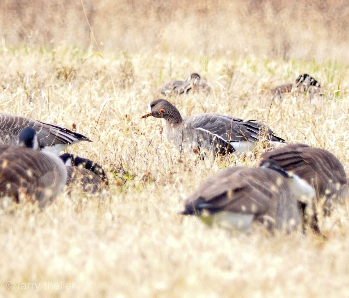 Greater White-fronted Goose - ML126489241