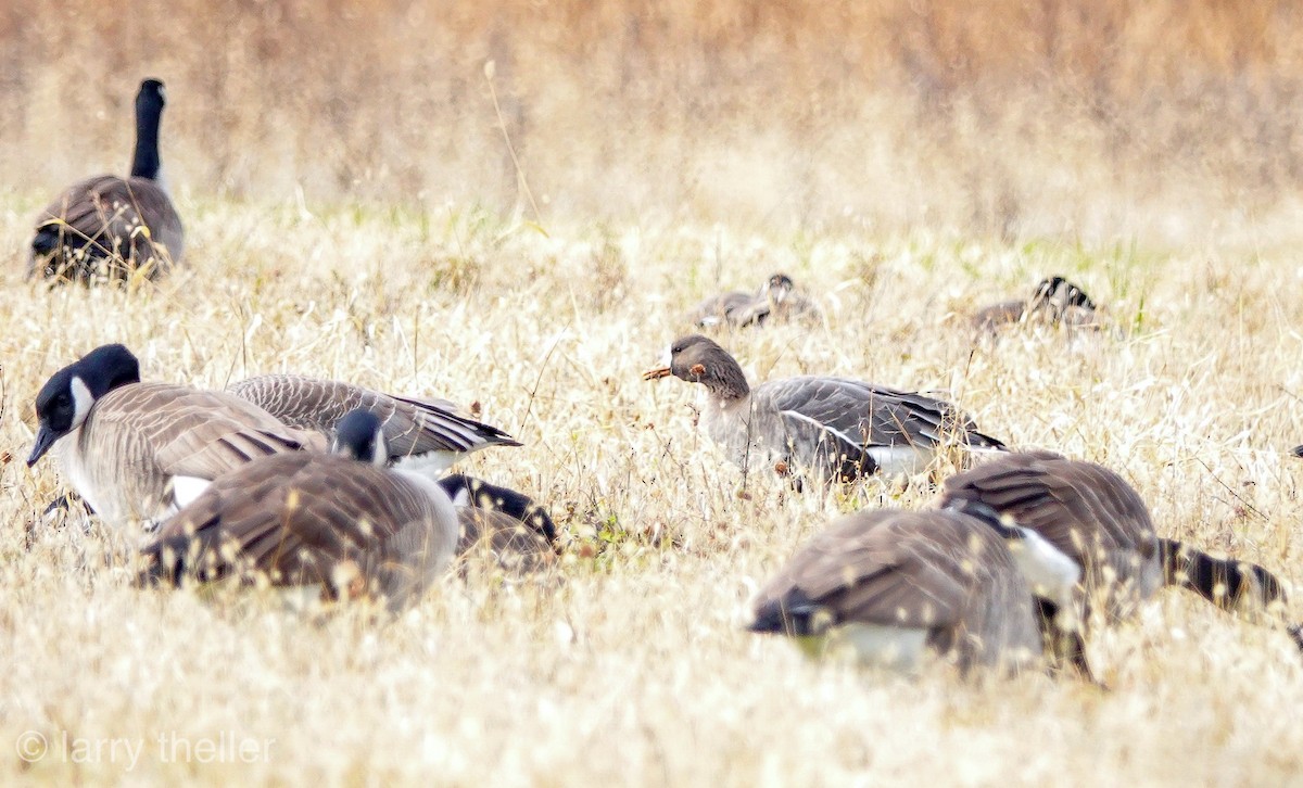 Greater White-fronted Goose - ML126489301