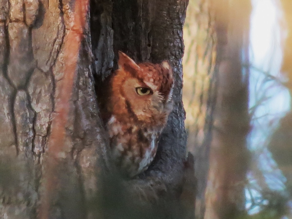 Eastern Screech-Owl - ML126489821