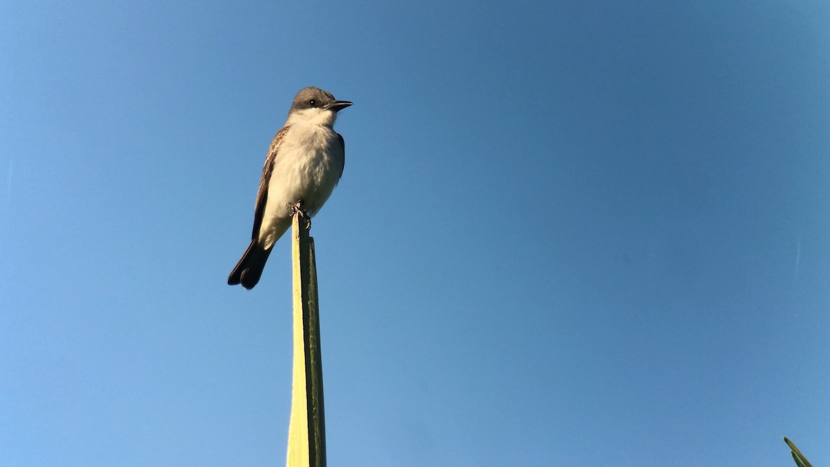 Gray Kingbird - ML126491671