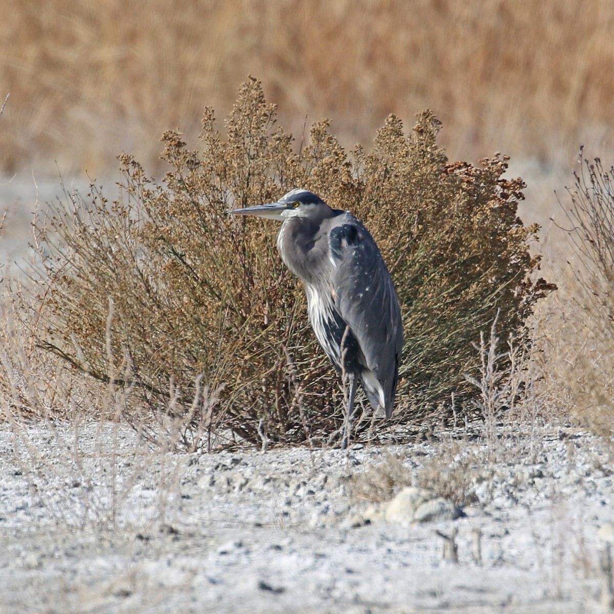 Great Blue Heron - ML126494061