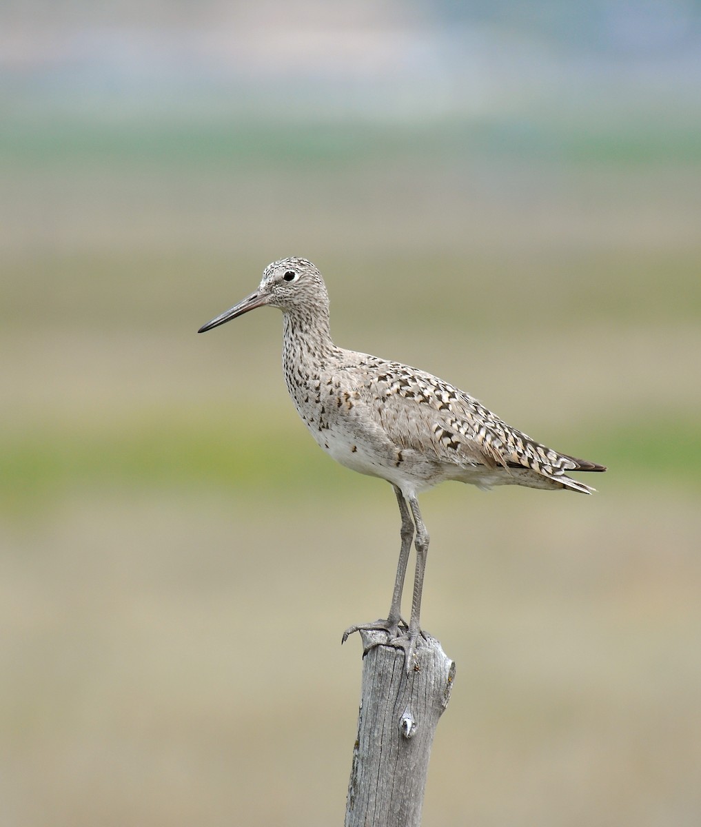 Willet (Western) - Ryan O'Donnell