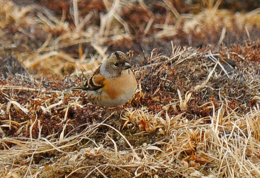 Brambling - ML126494861