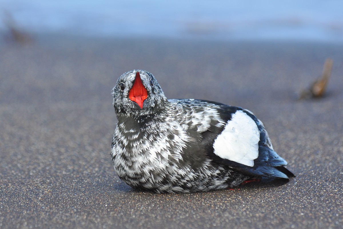 Black Guillemot (mandtii) - ML126494961