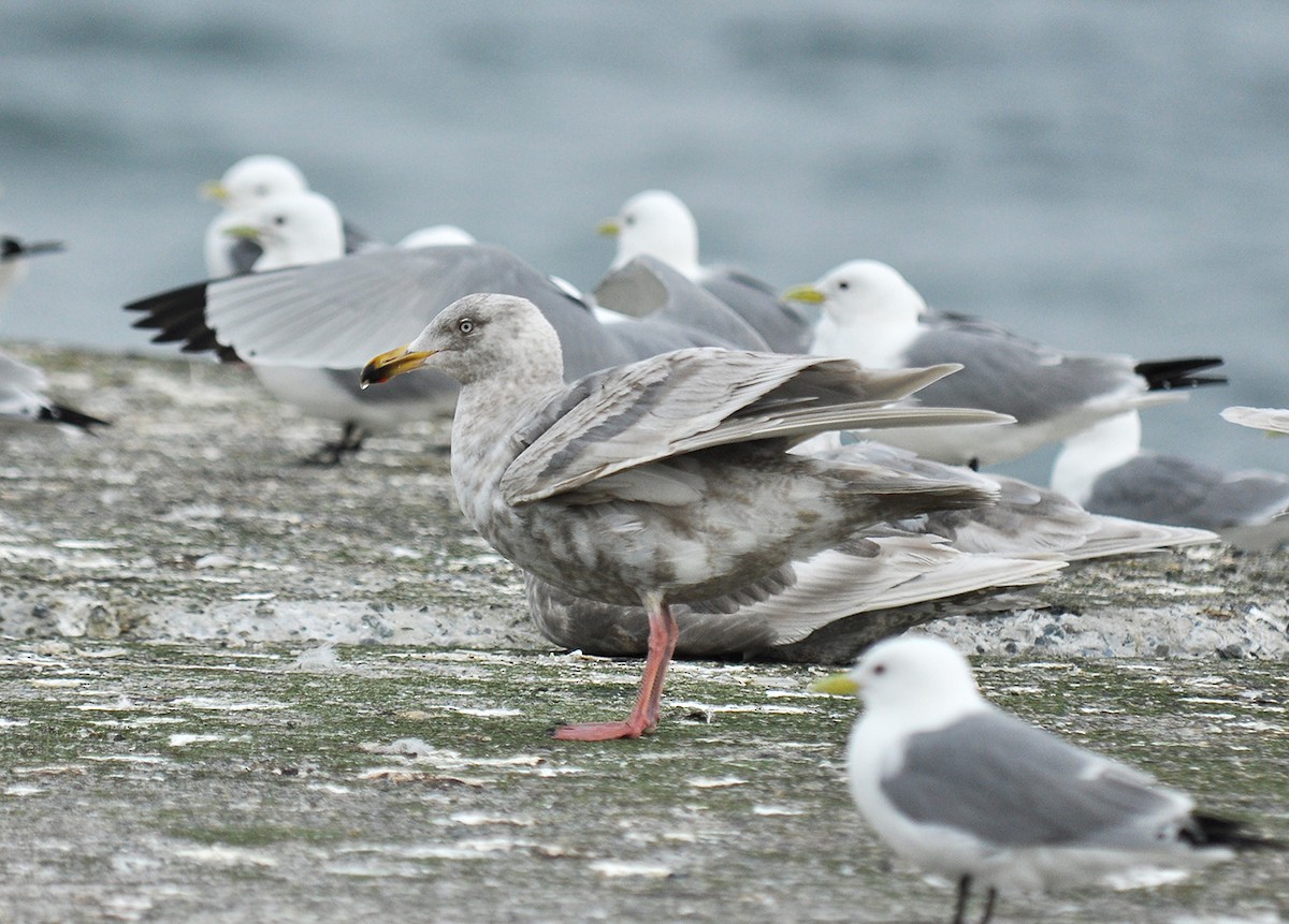 Larus sp. - Ryan O'Donnell