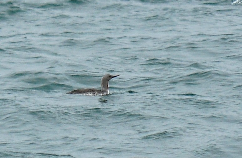 Red-throated Loon - ML126496351