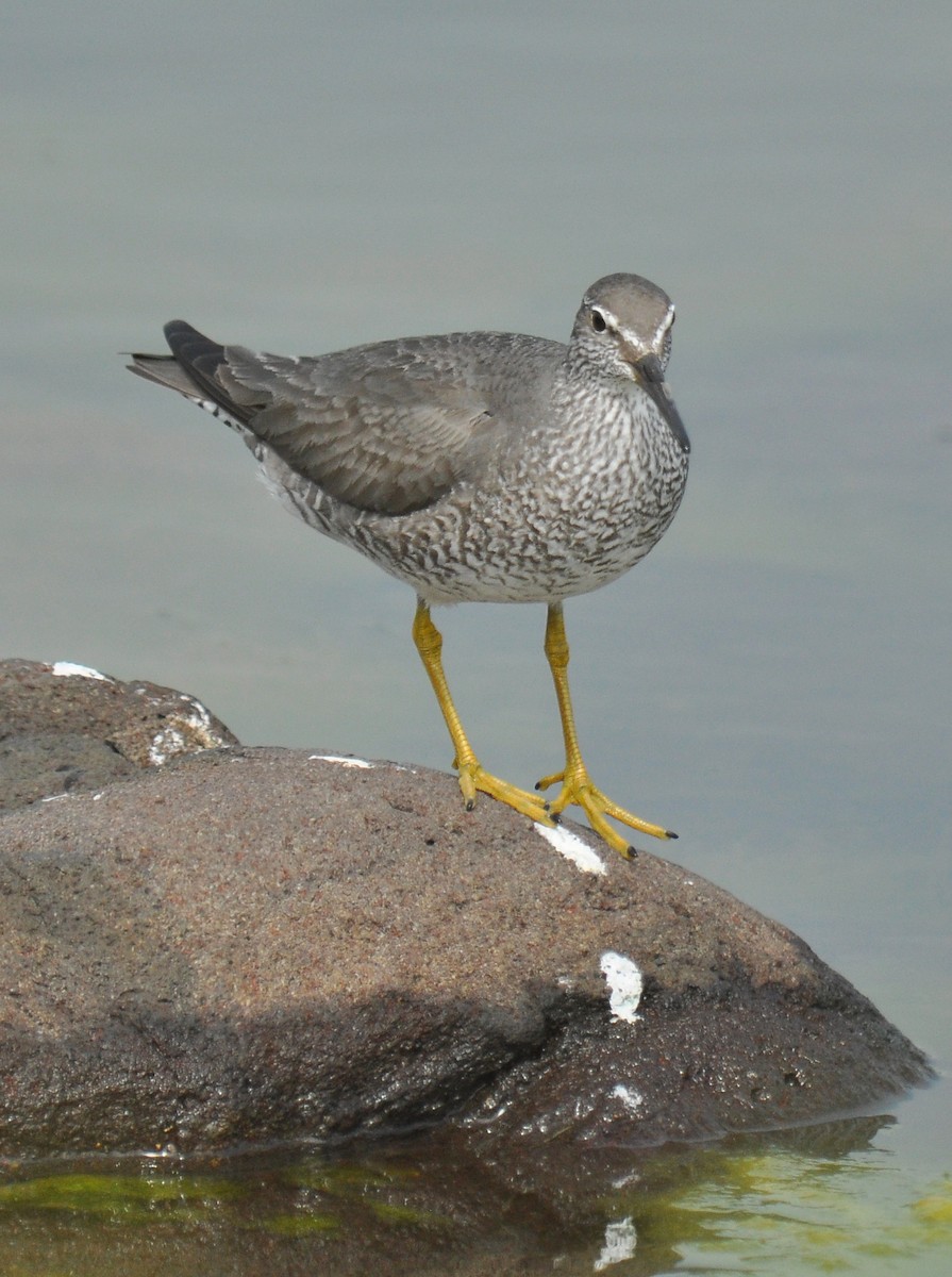 Grauschwanz-/Wanderwasserläufer - ML126496781