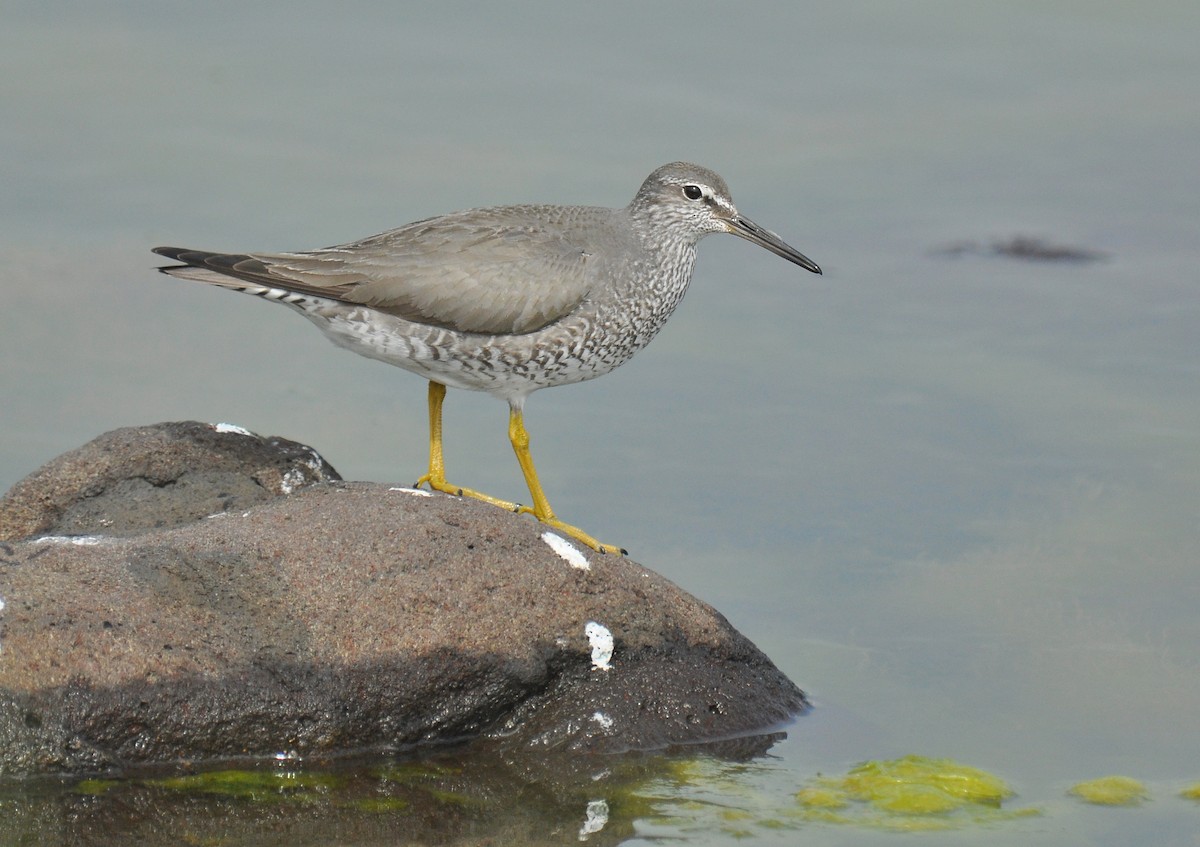 Grauschwanz-/Wanderwasserläufer - ML126496801