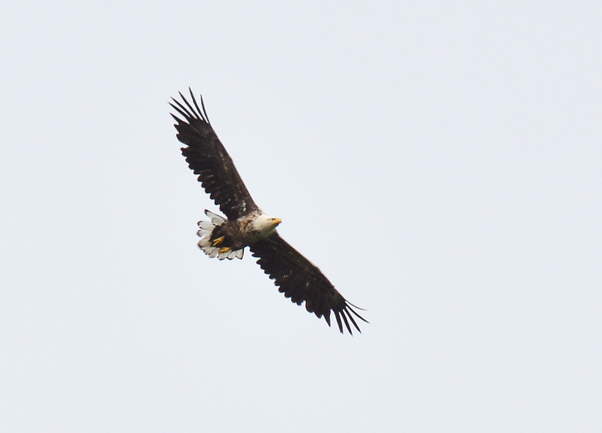 White-tailed Eagle - ML126496981