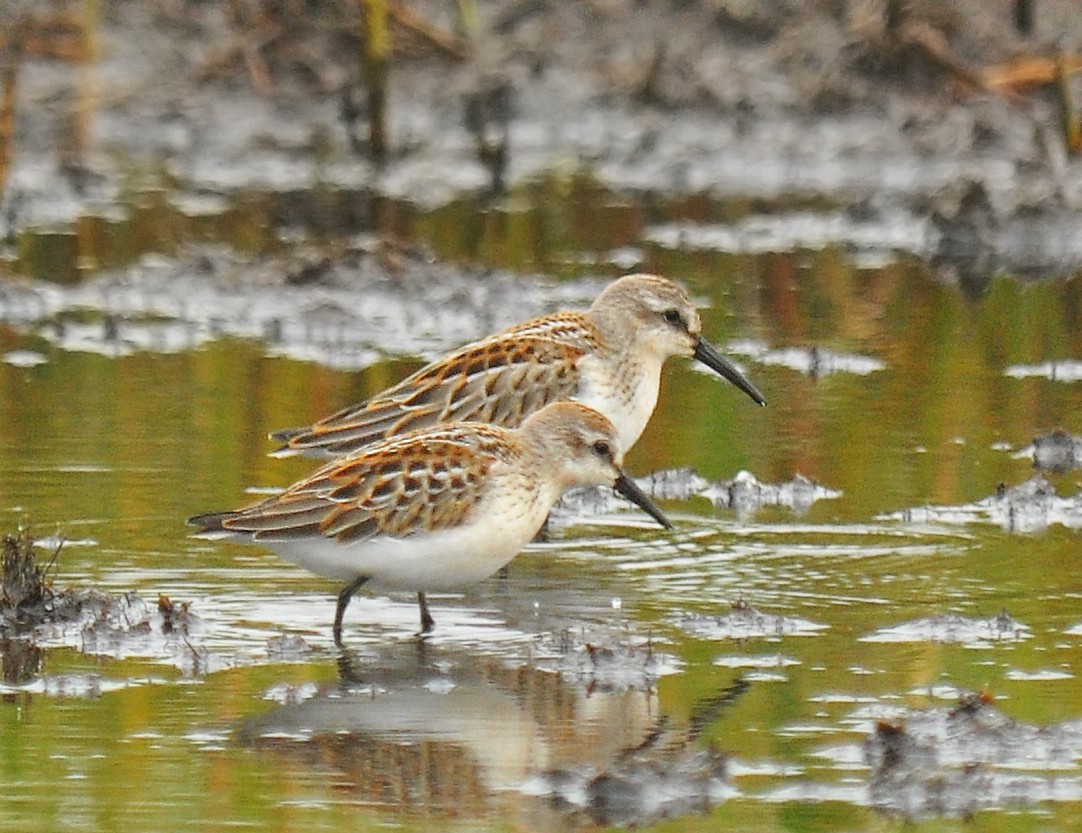 Western Sandpiper - ML126497081