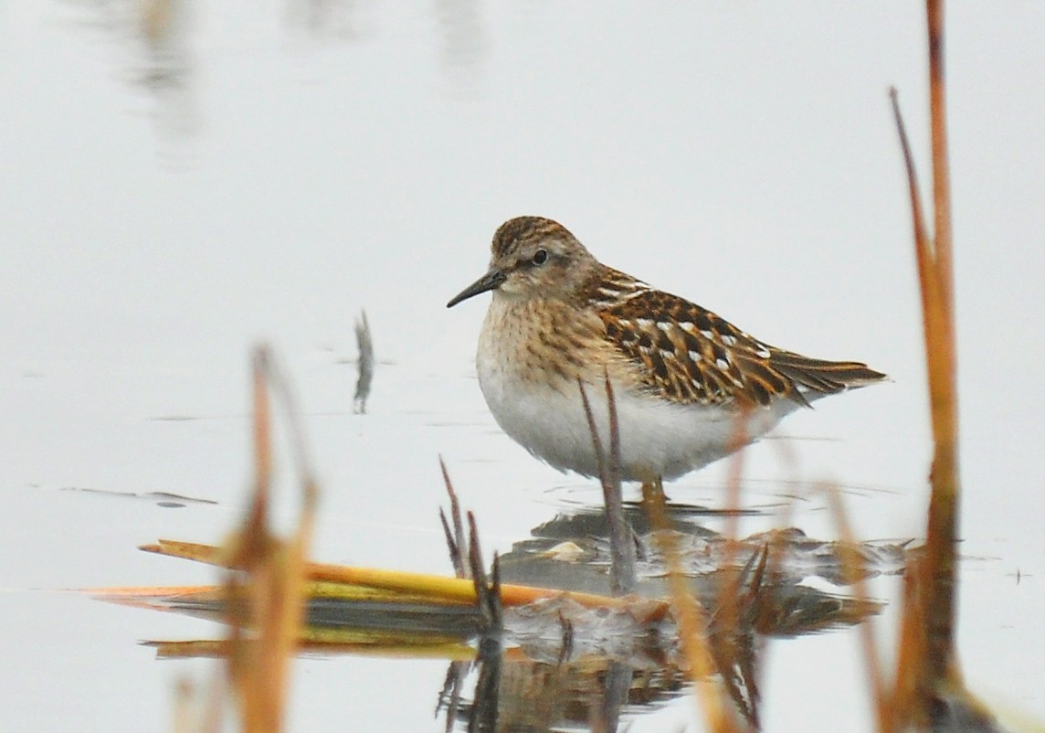 Least Sandpiper - ML126497101