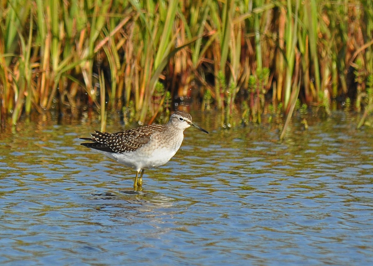 Wood Sandpiper - Ryan O'Donnell