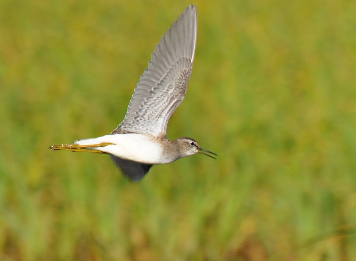 Wood Sandpiper - ML126497151