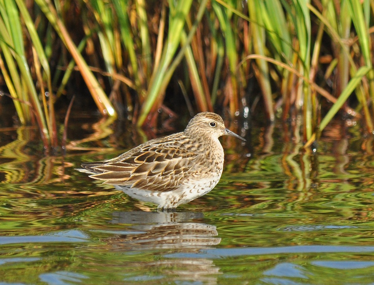 Sharp-tailed Sandpiper - ML126497171