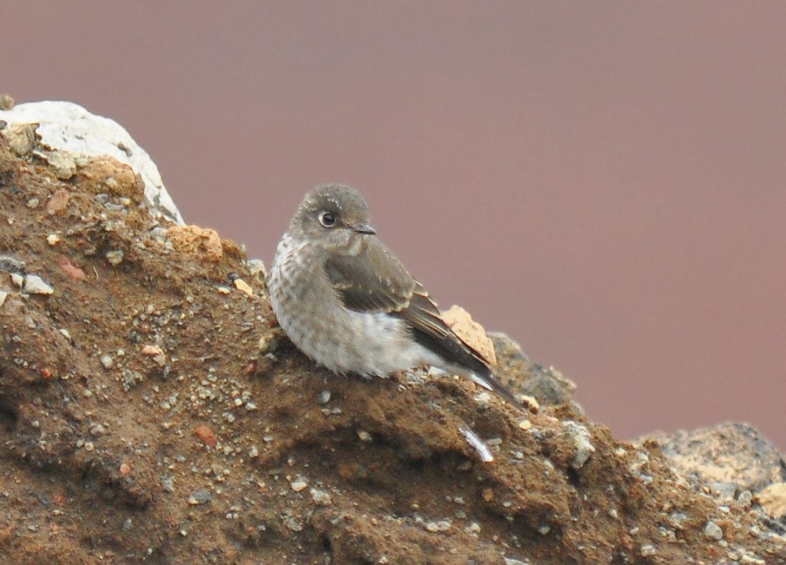 Dark-sided Flycatcher - ML126497221