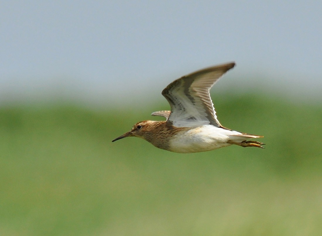 Pectoral Sandpiper - Ryan O'Donnell