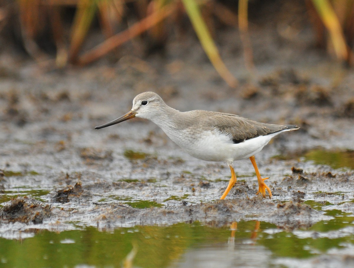 Terekwasserläufer - ML126497681