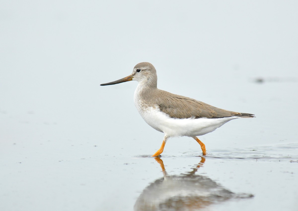 Terek Sandpiper - ML126497691