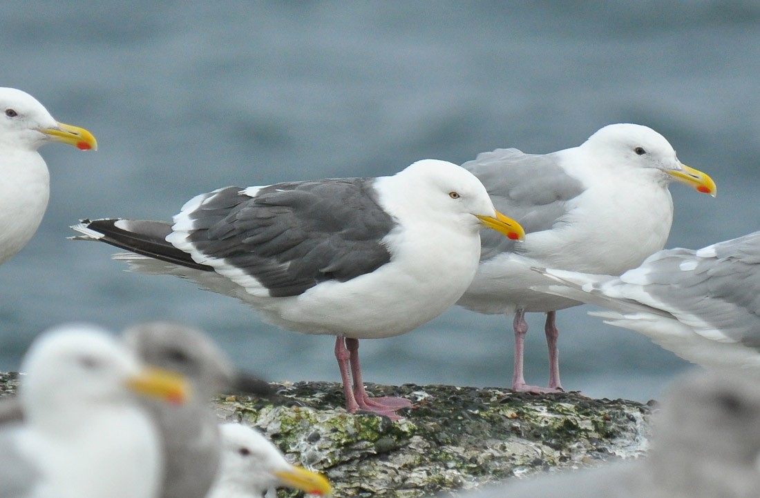 Slaty-backed Gull - ML126497741